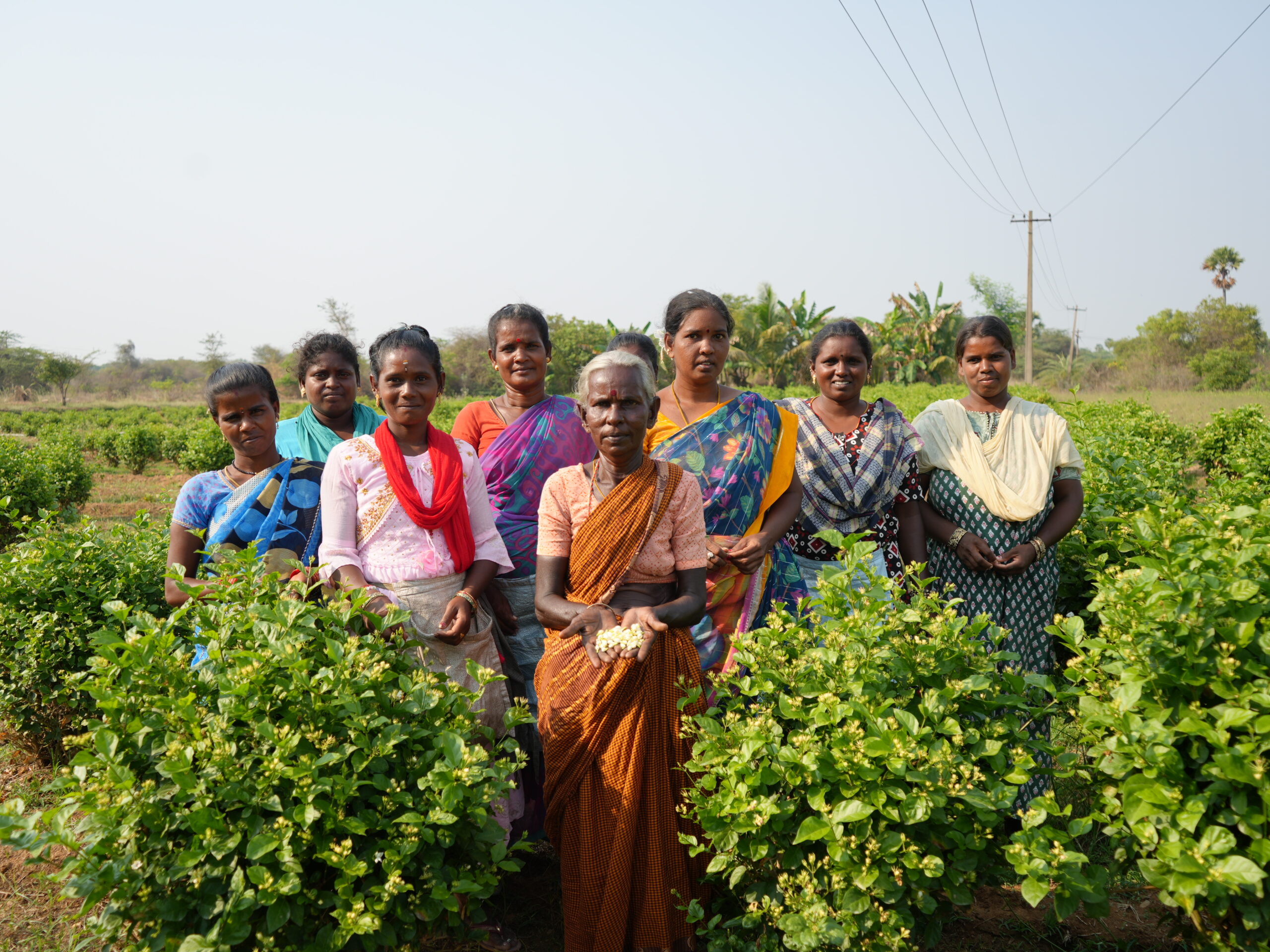 A group of women standing in a field between shrubs. The woman in the front is holding jasmine flowers in her cupped hands.